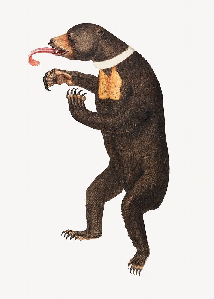 James Sowerby's Sun-Bear painting.   Remastered by rawpixel