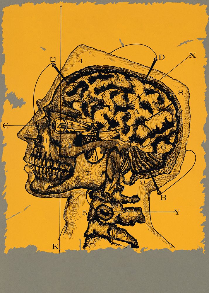 Human brain illustration.   Remixed by rawpixel.