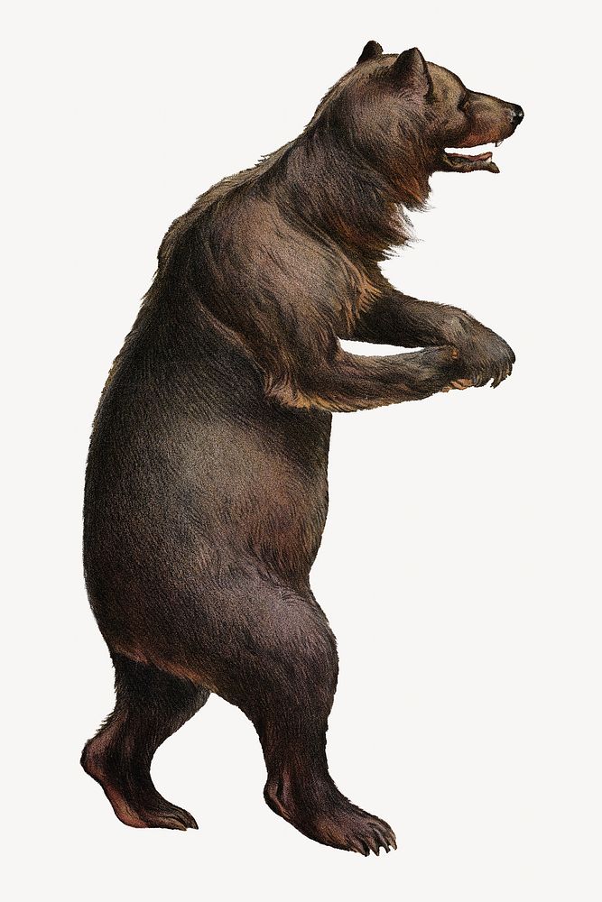 Wild bear, vintage illustration.   Remixed by rawpixel.