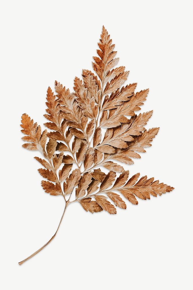 Dried brown leaf on white paper psd
