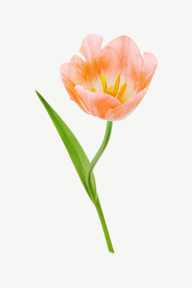 Orange tulip, Spring flower clipart psd