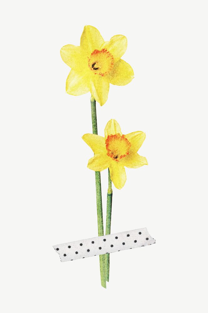 Easter flower, daffodil clipart psd