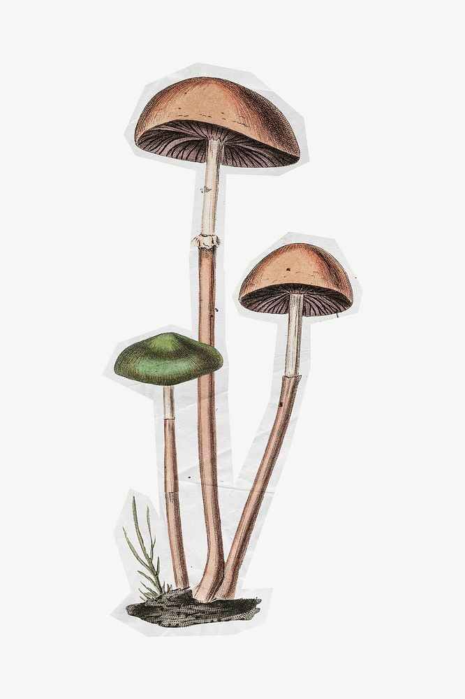 Wild mushroom, botanical collage element psd