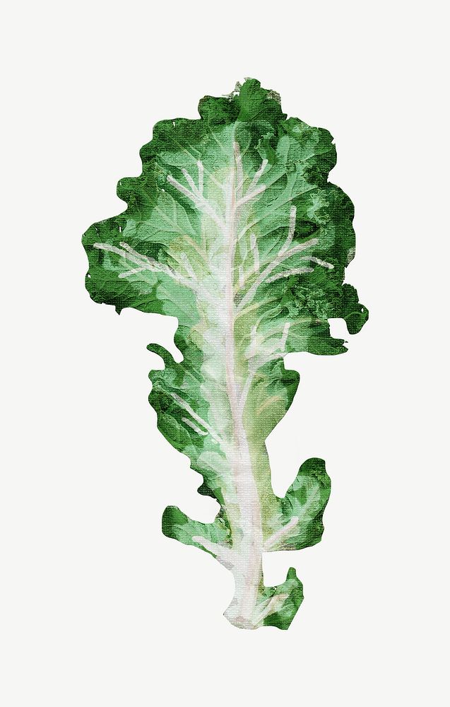 Lettuce vegetable, journal collage element psd