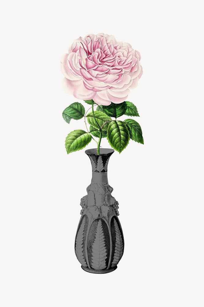 Pink Chinese rose illustration, remixed by rawpixel