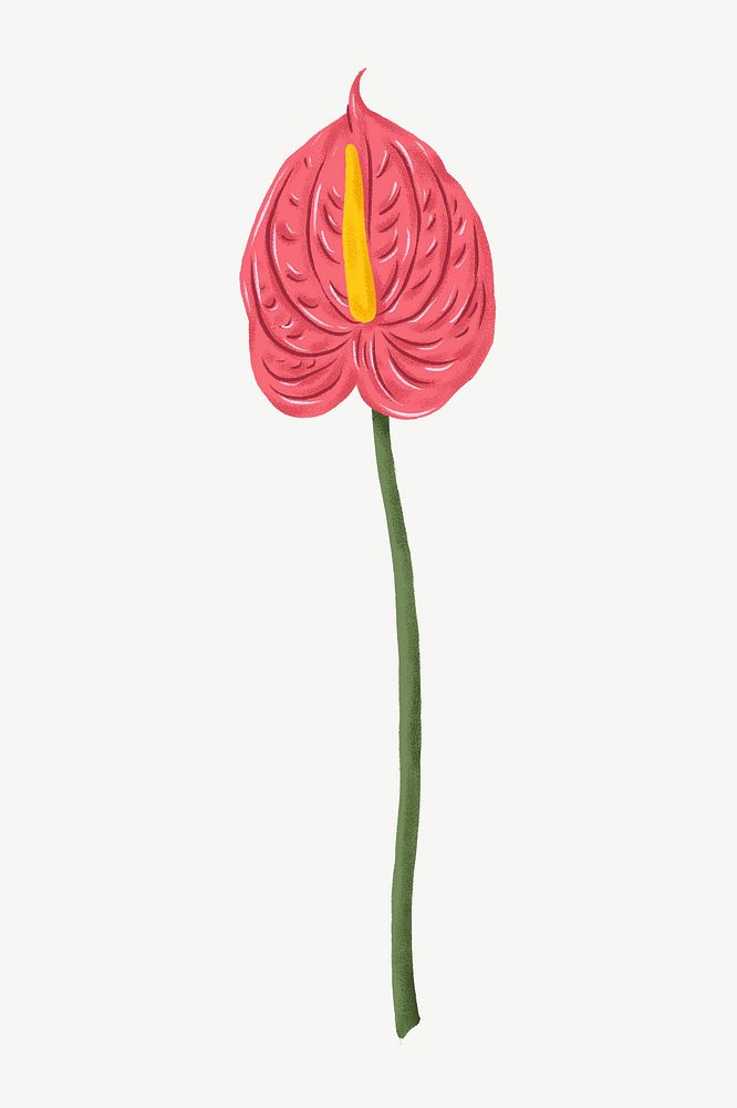 Pink anthurium flower clipart psd