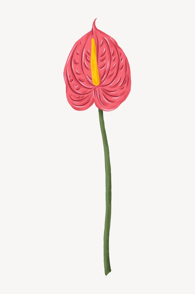 Pink anthurium flower illustration