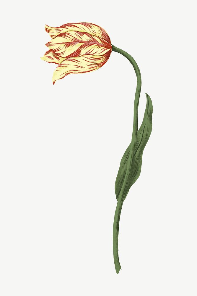 Yellow tulip, flower doodle clipart psd