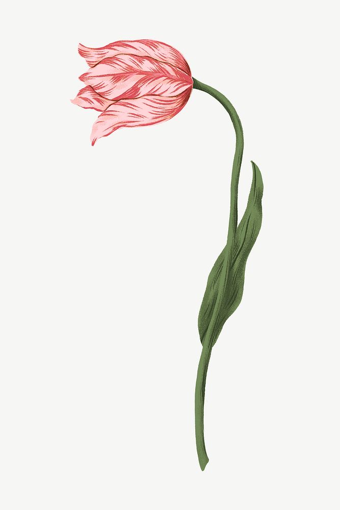 Pink tulip, flower doodle clipart psd
