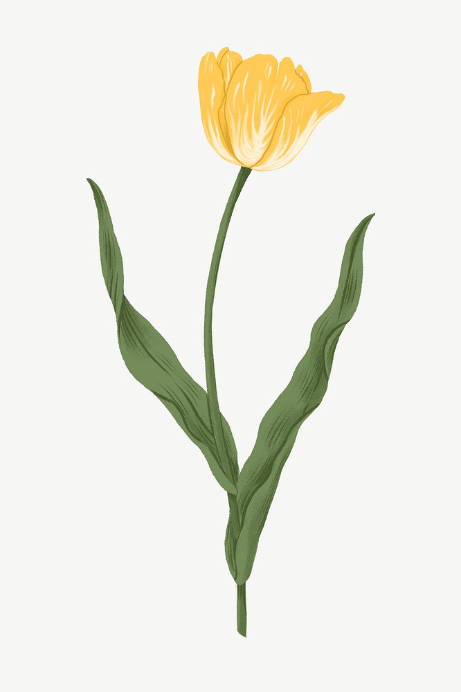 Yellow tulip, flower doodle clipart psd