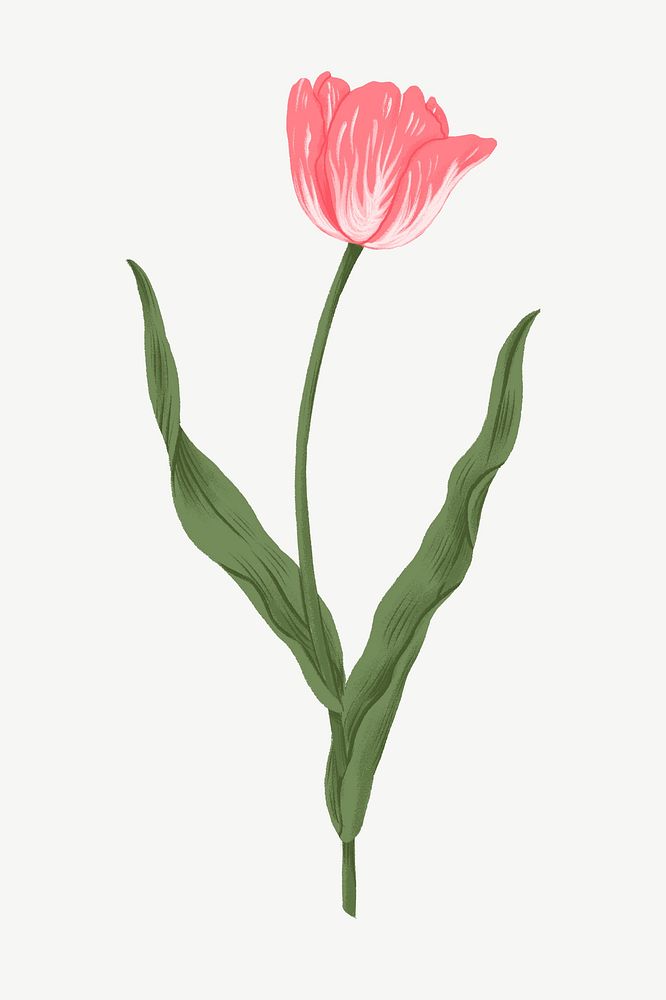 Pink tulip, flower doodle clipart psd