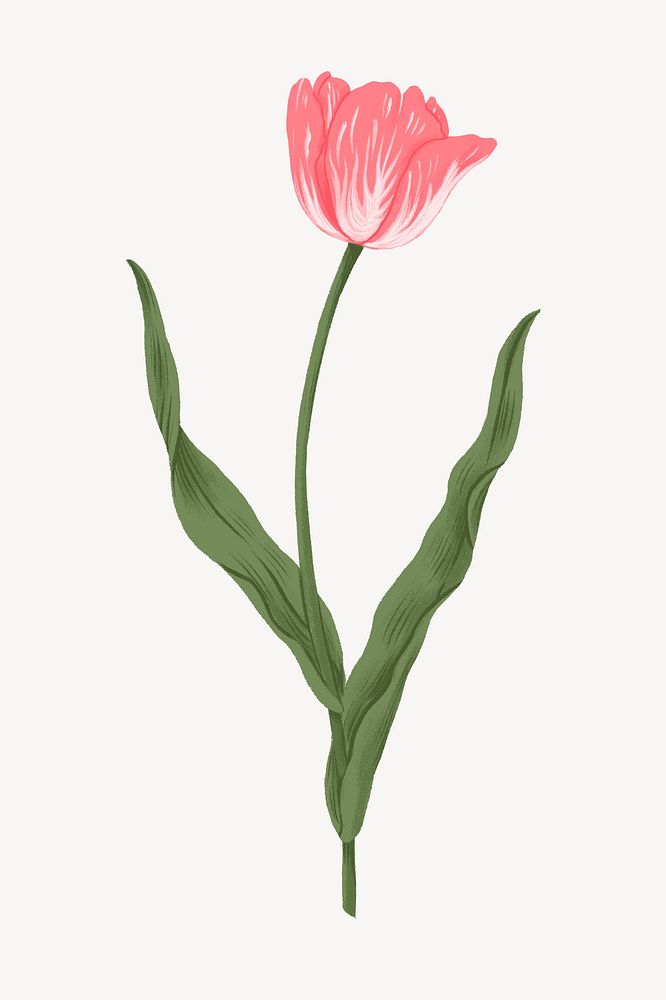 Pink tulip, flower doodle clipart