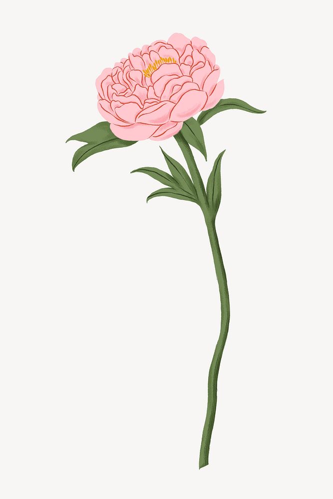 Pink peony flower illustration