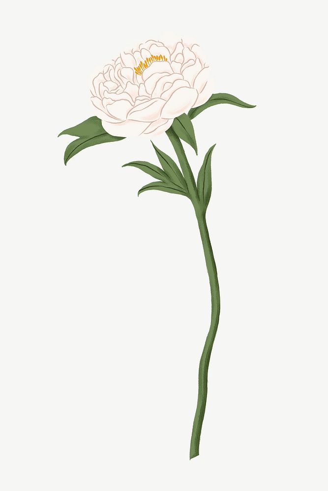 White peony flower clipart psd