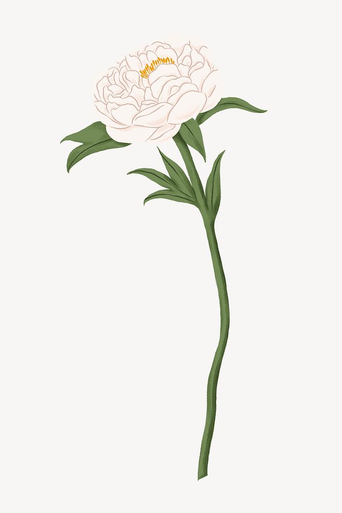 White peony flower illustration