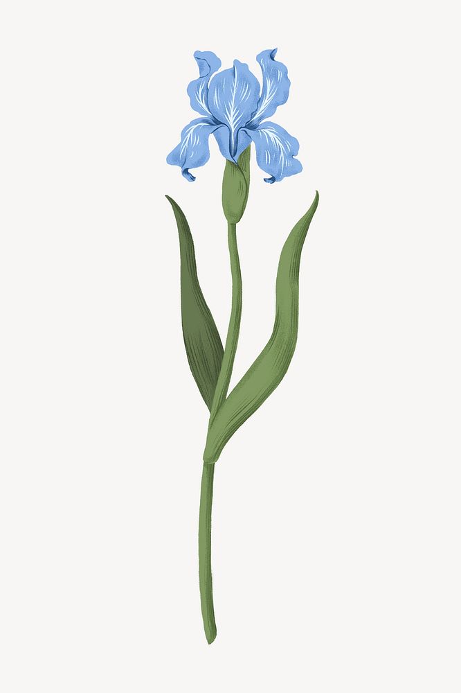 Blue iris flower illustration