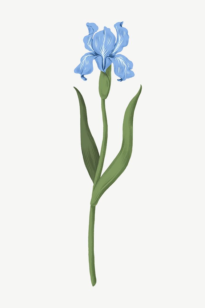 Blue iris flower clipart psd