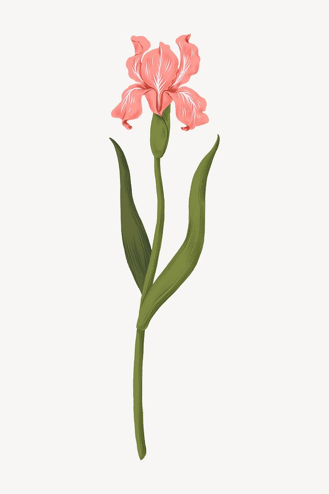 Pink iris flower illustration
