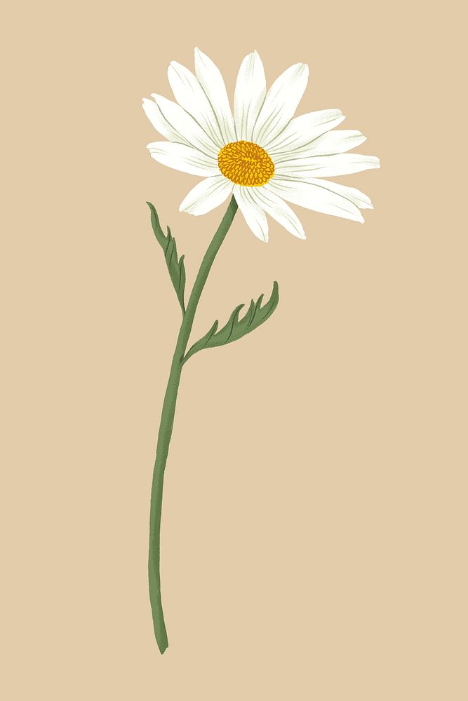 White daisy flower illustration