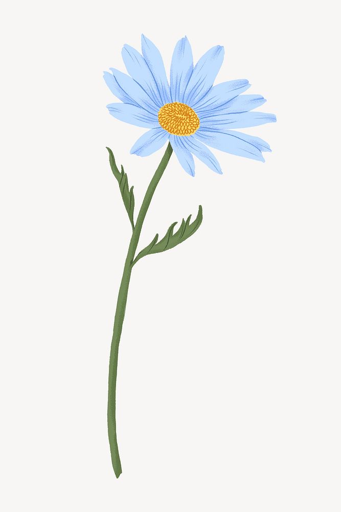 Blue daisy flower illustration