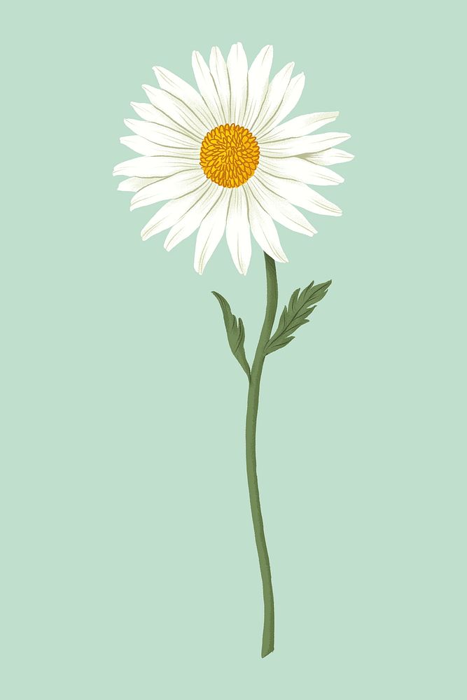 White daisy flower drawing clipart psd