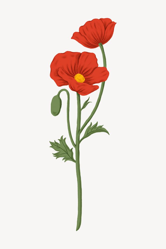 Red poppy flower illustration