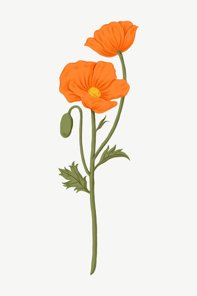 Orange poppy, flower clipart psd