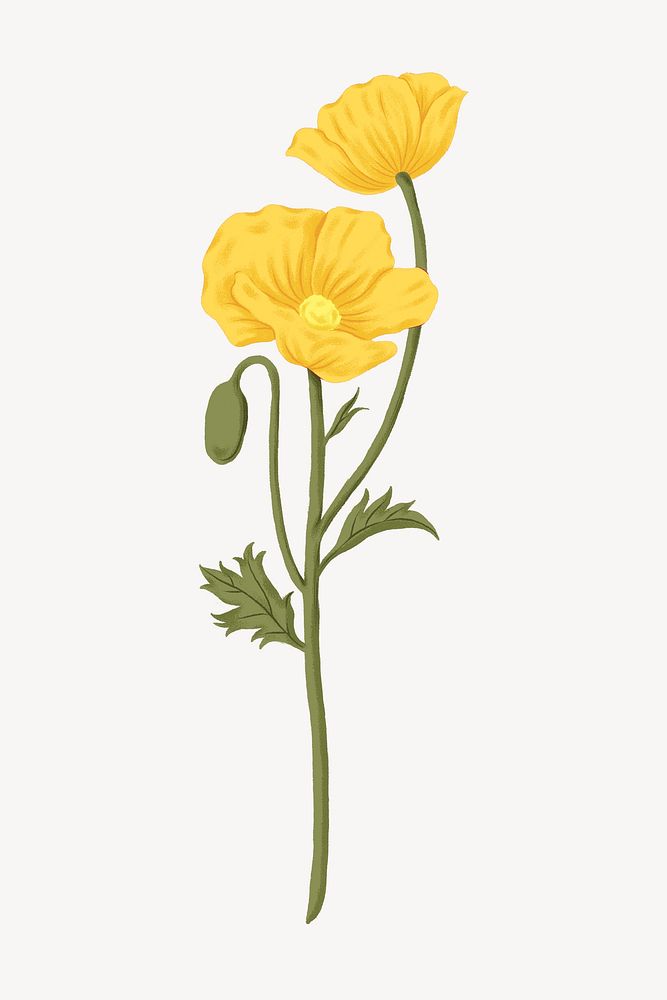 Yellow poppy flower illustration