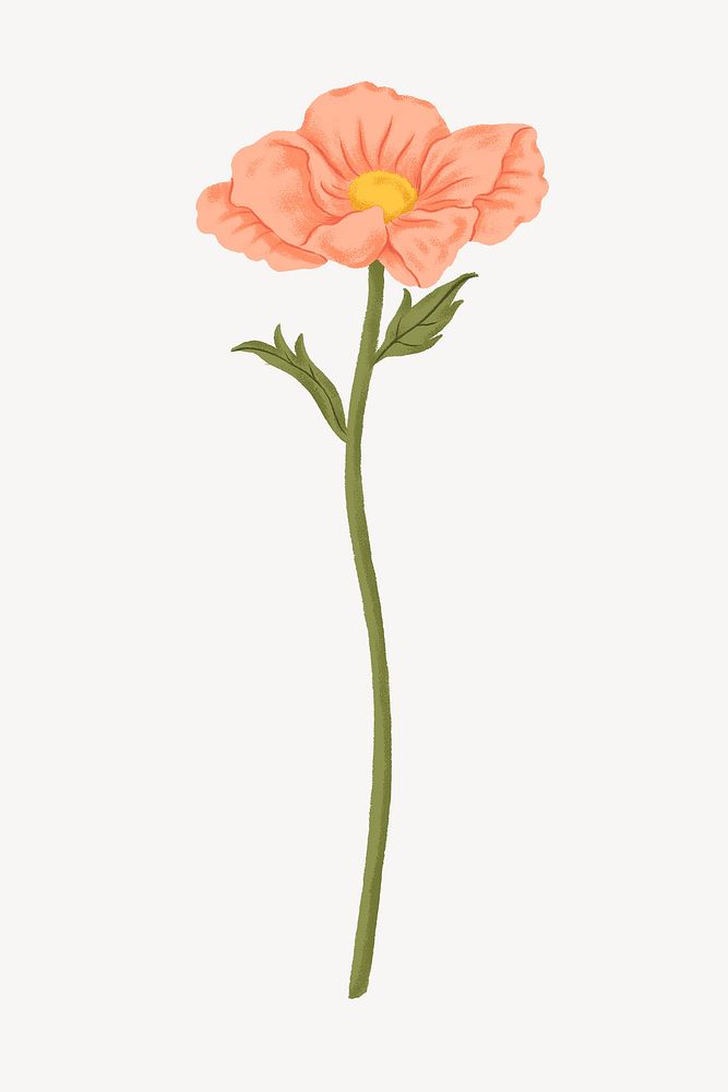 Pink poppy flower illustration