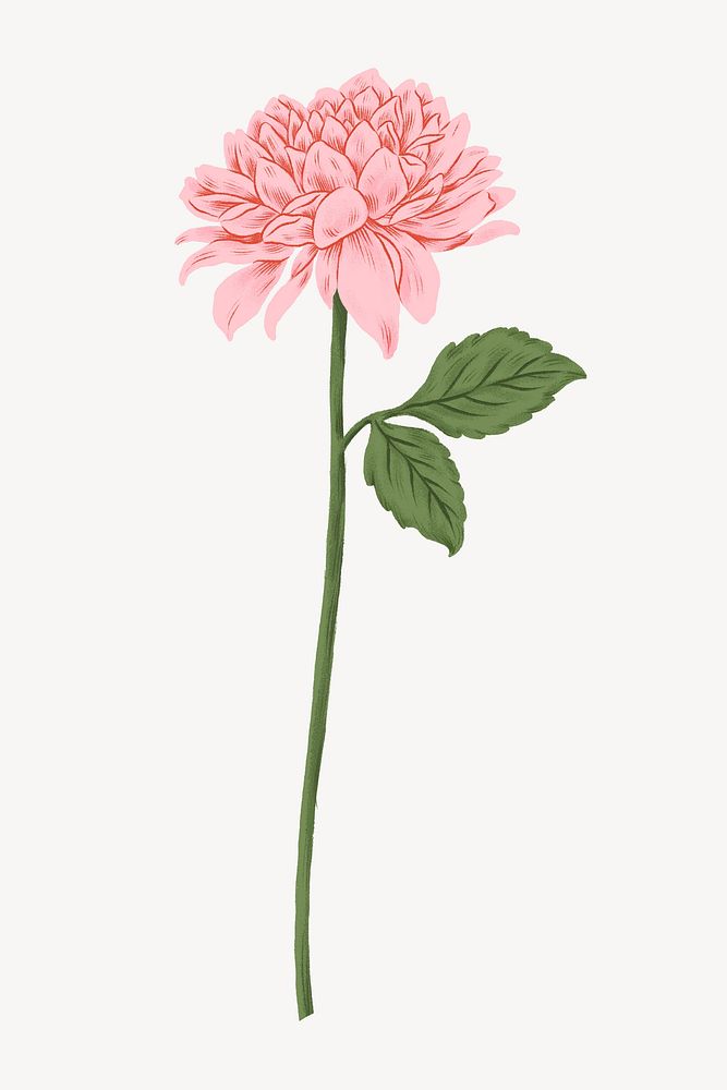 Pink chrysanthemum flower illustration
