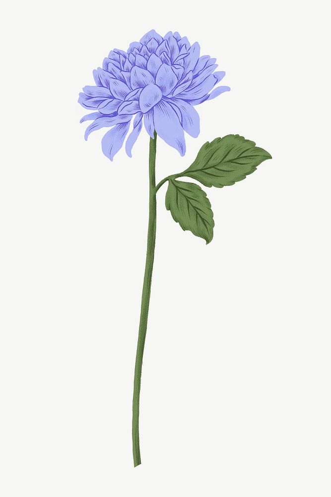 Blue chrysanthemum flower clipart psd