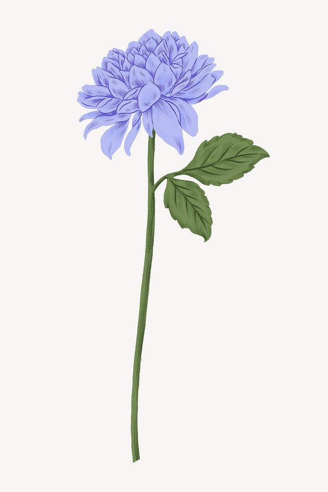 Blue chrysanthemum flower illustration