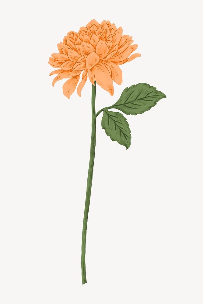 Orange chrysanthemum flower illustration