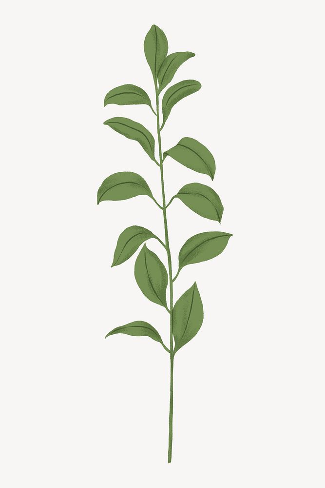 Green leaf doodle illustration