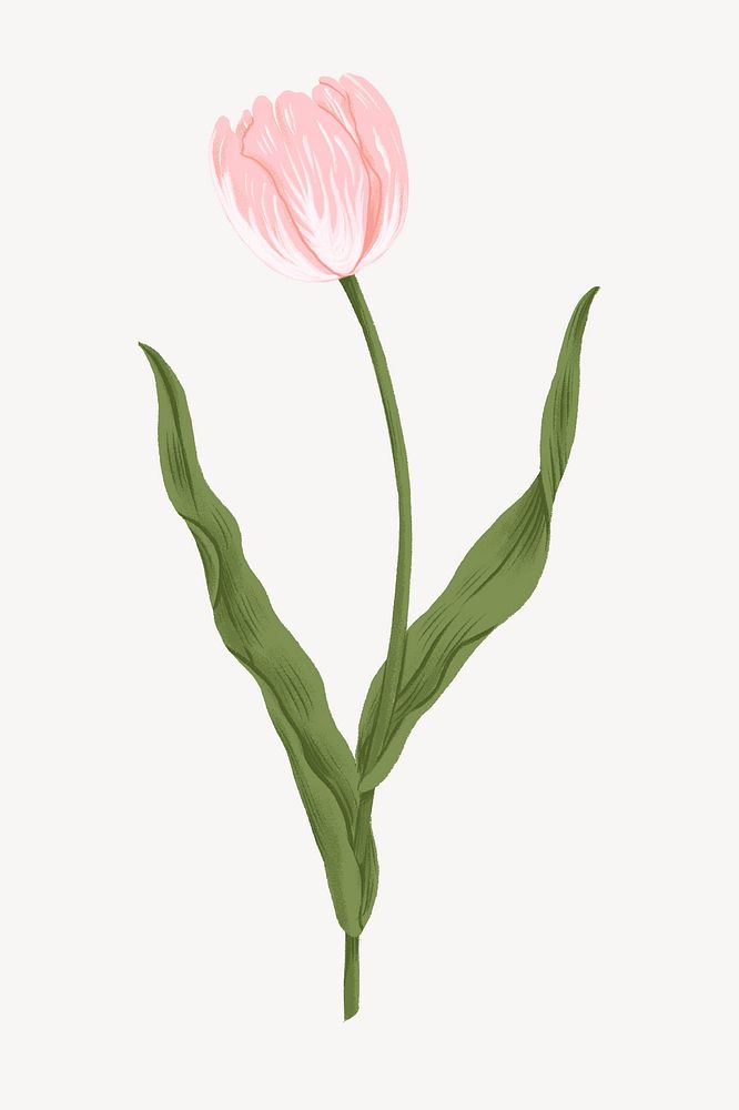 Pink tulip flower illustration