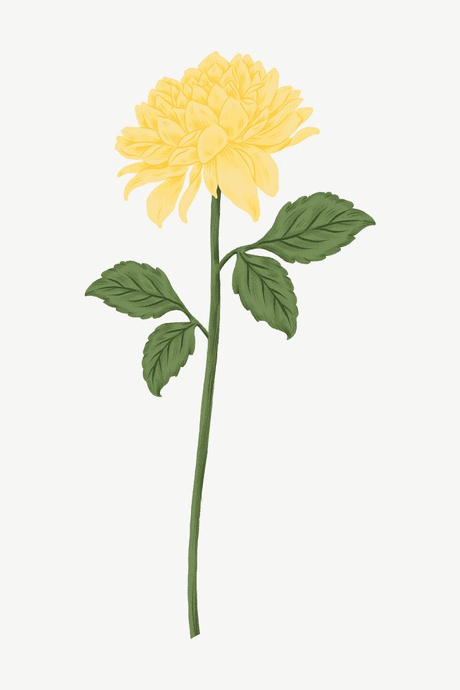 Yellow chrysanthemum flower clipart psd