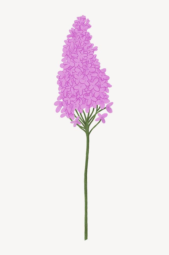 Pink lilac flower illustration