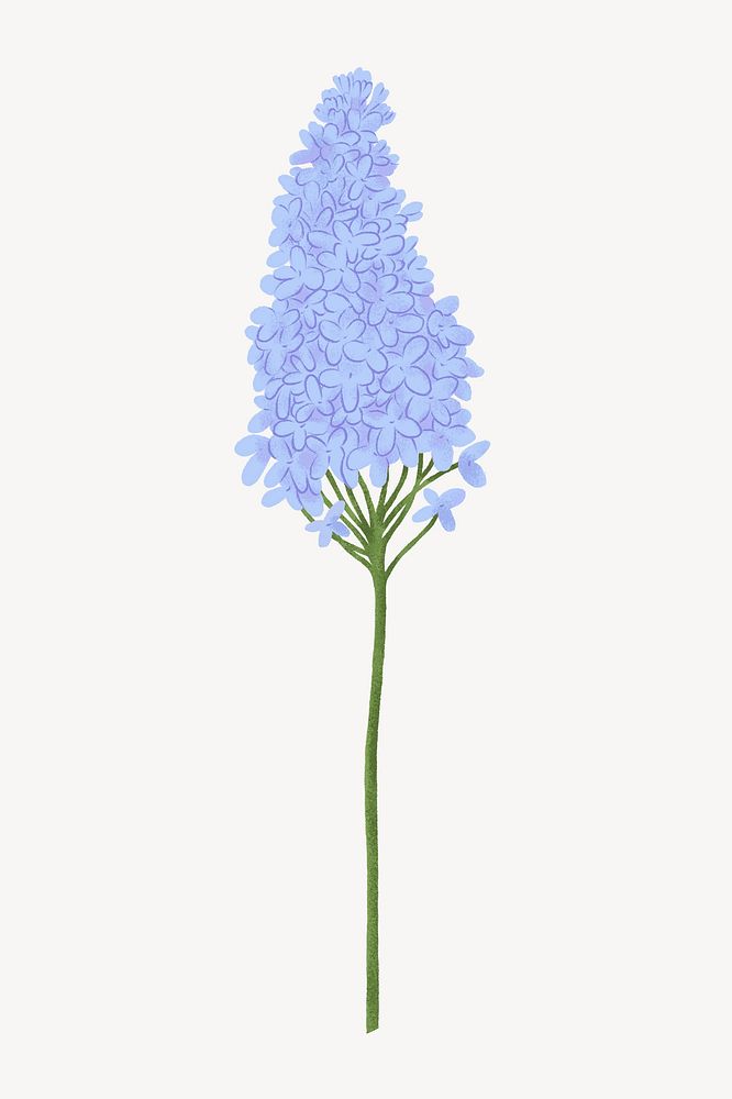 Blue lilac flower illustration