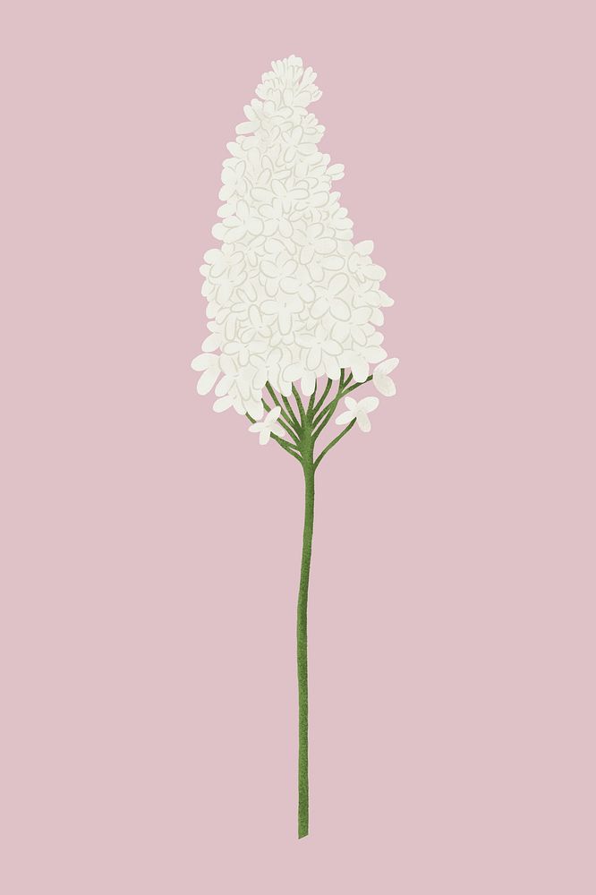White lilac flower clipart psd