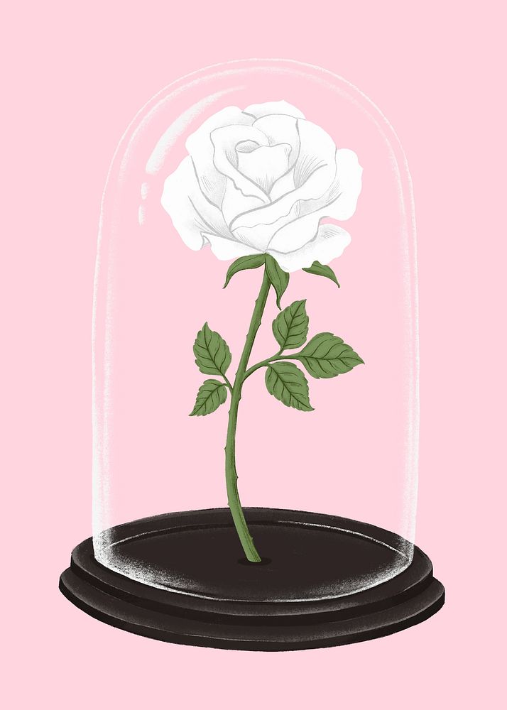 White rose in glass cloche, Valentine's clipart psd