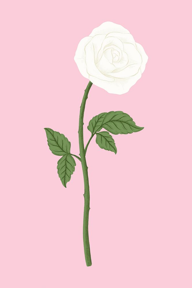 White rose flower illustration