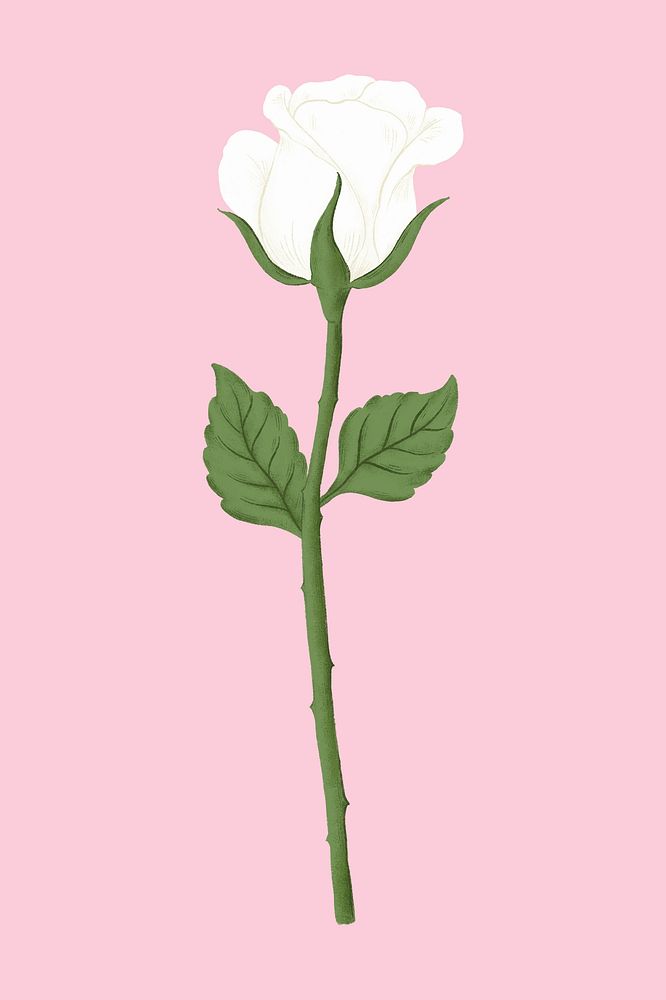 White rose flower illustration