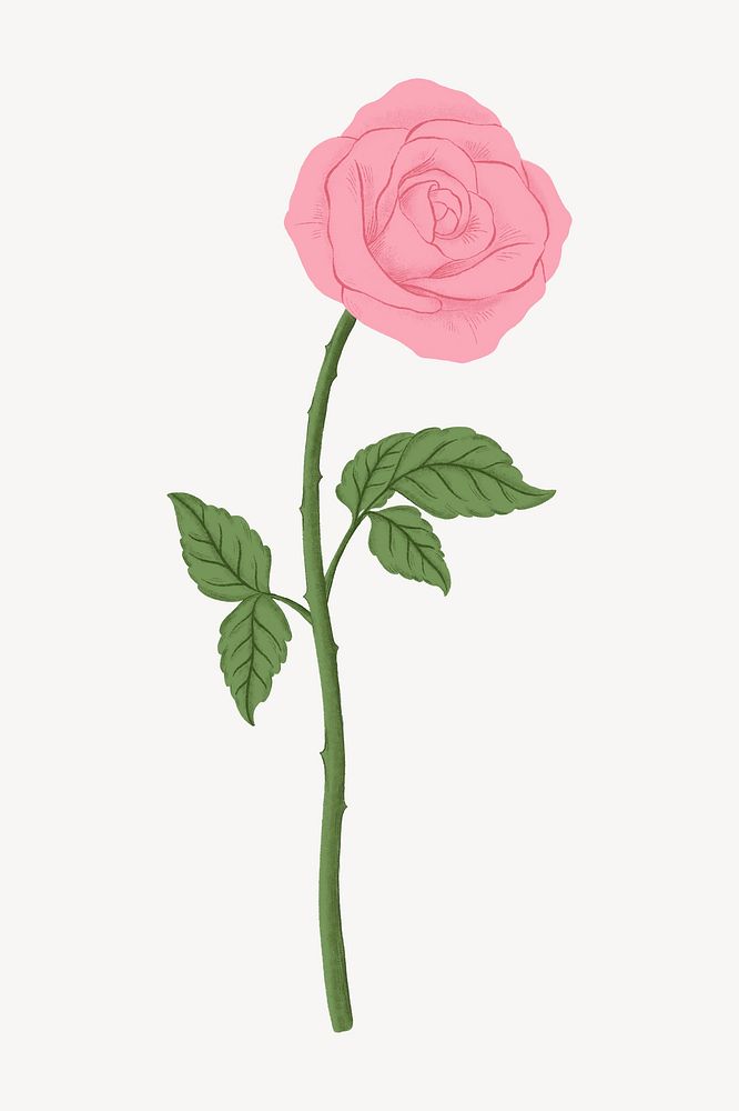Pink rose flower illustration