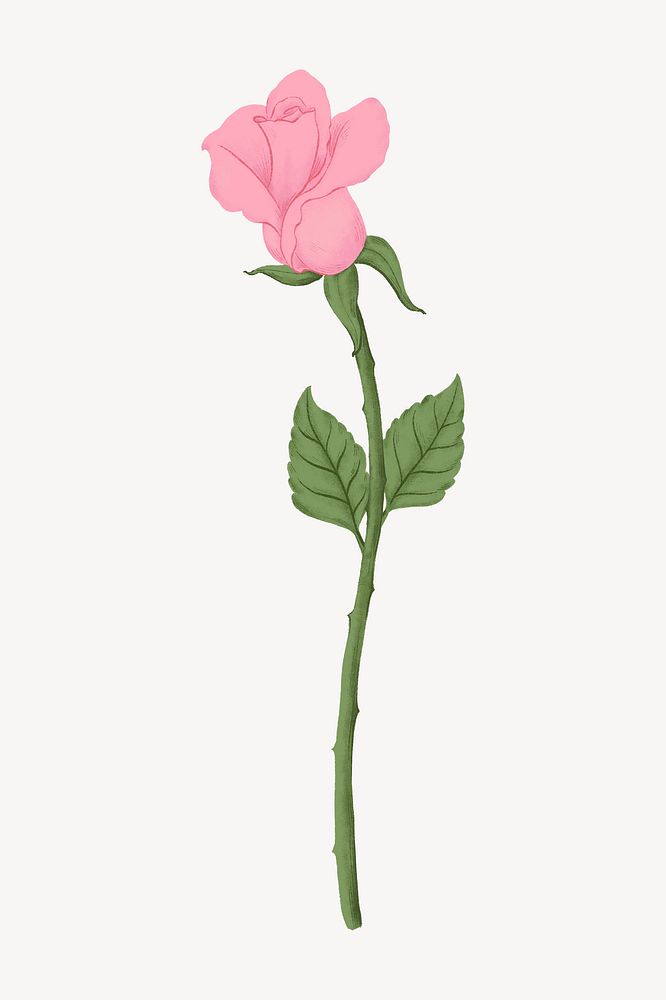 Pink rose flower illustration