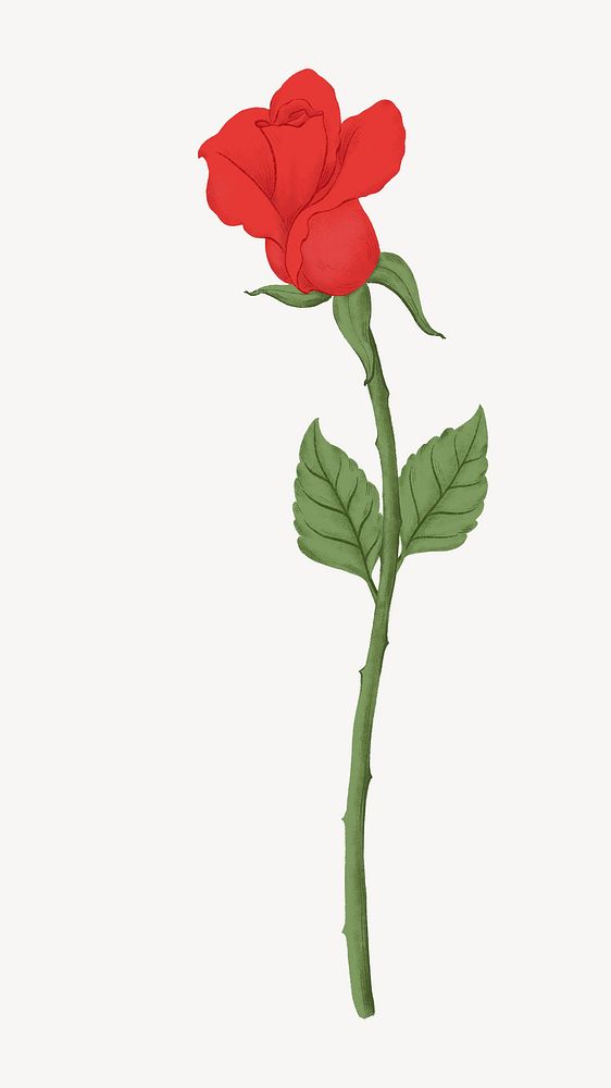 Red rose flower illustration