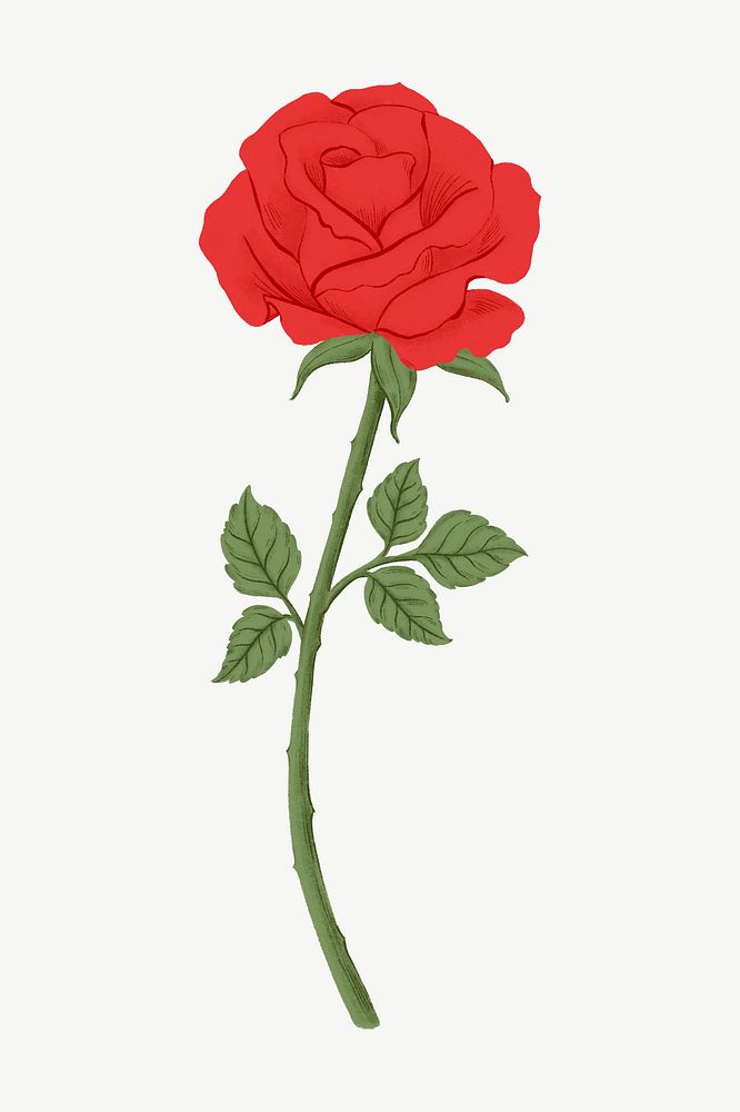 Red rose flower clipart psd