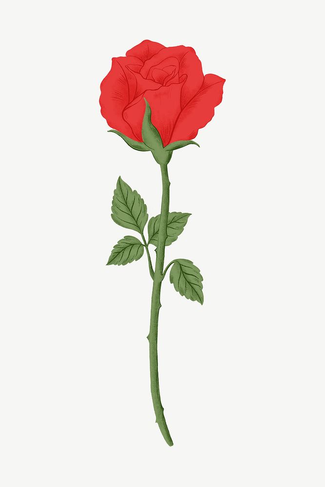 Red rose flower clipart psd