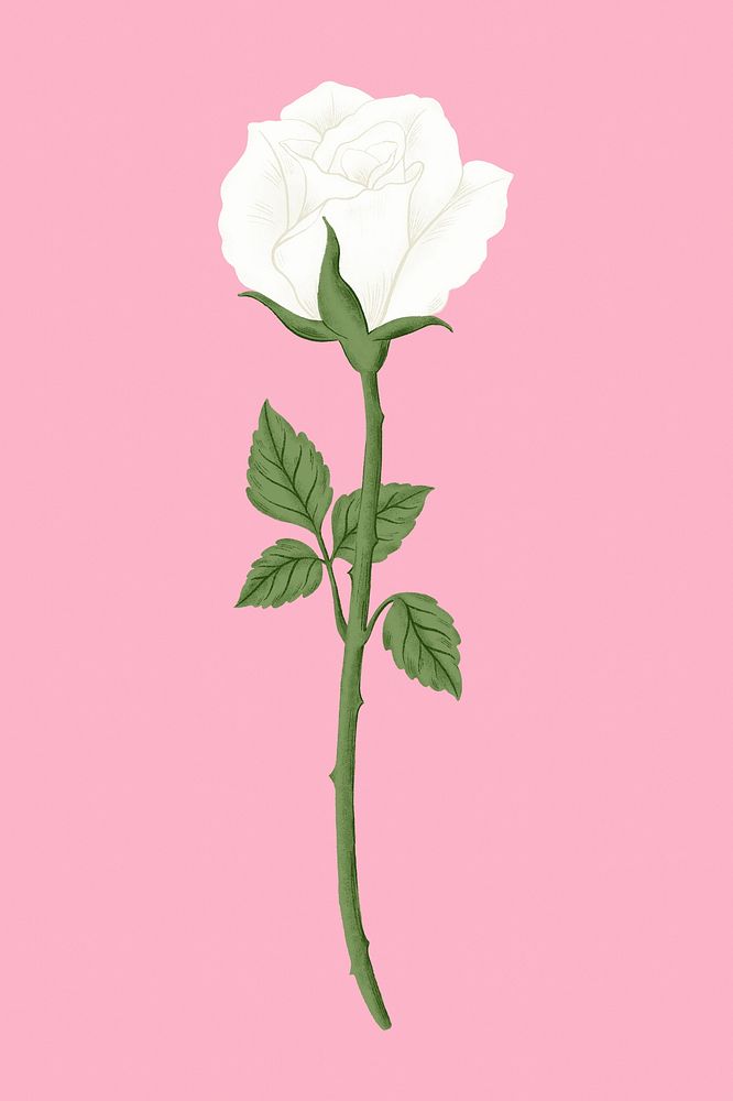 White rose flower illustration