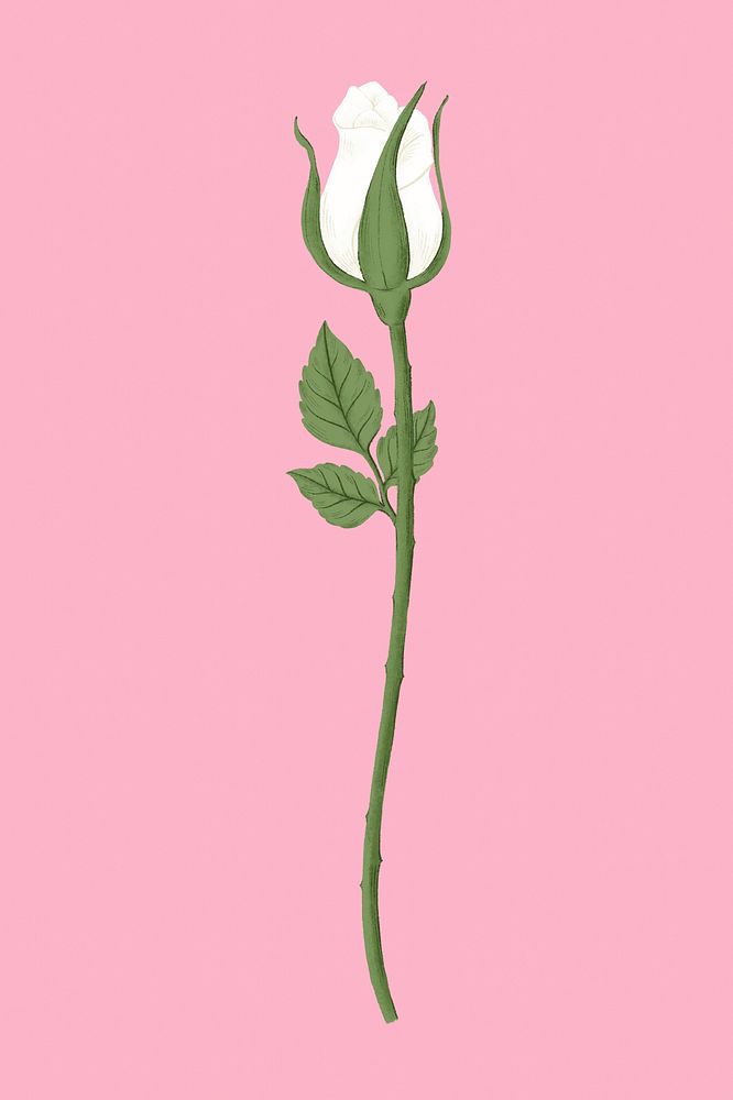 White rose flower illustration