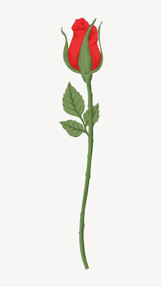 Red rose flower illustration
